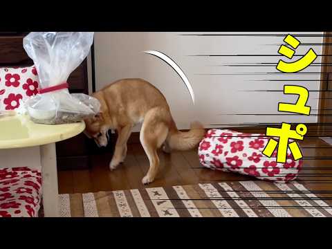 すっぽ抜けるのも技術のうち！フード時アグレッシブが抜けず　柴犬小夏 サムネイル