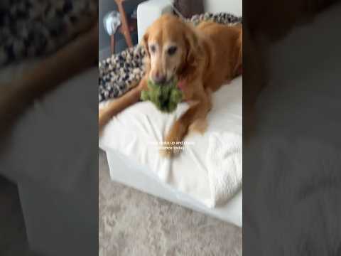 dog-tor coby to rescue🛟goldenpup puppy goldenpupppy dogbree… サムネイル