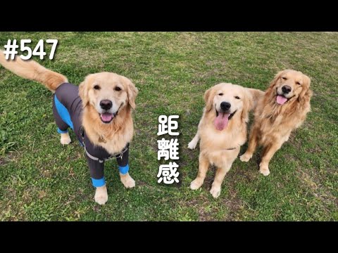 僕のお友達【ゴールデンレトリバー】