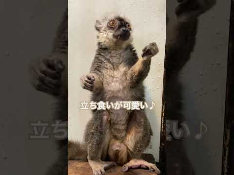 得意の立ち食い姿が可愛いマッキー♪動物 動物園 かわいい サムネイル