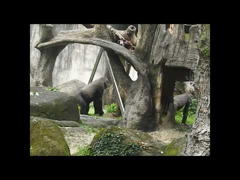 gorilla D'jeeco 27y5m old dad & son Jabali 5y5m old. Ringo… サムネイル