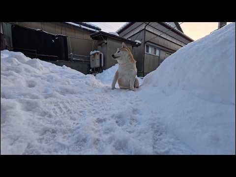 スタイリッシュに雪に座るモモさん サムネイル