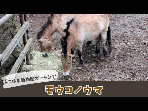 【よこはま動物園ズーラシア】モウコノウマ🐴🐴 サムネイル