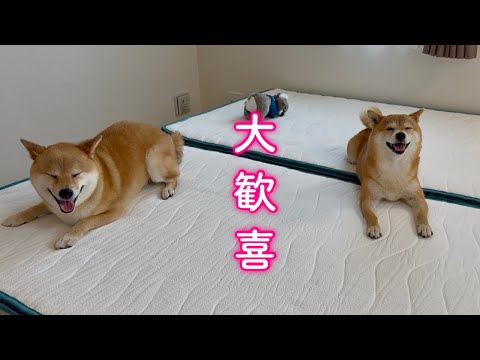 新しいベッドに変えたら大喜びでニコニコする柴犬姉弟が可愛すぎました サムネイル