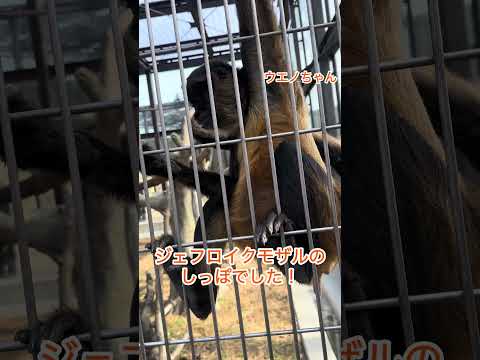 誰のしっぽかな？　東武動物公園  癒し 動物 サル サムネイル