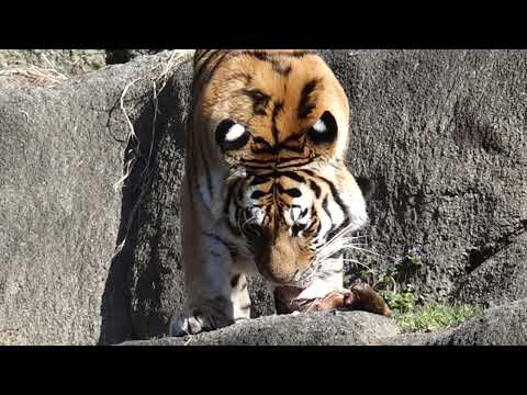 サーシャみんなが見やすい所で食べてあげる♪  今日はサーシャの日　アムールトラ　浜松市動物園にて　2026年2月14日… サムネイル