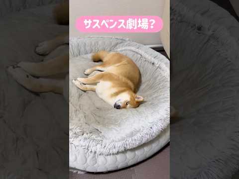柴犬とん君、サスペンス劇場に出演する為、迫真の演技中？　柴犬　柴犬とん サムネイル