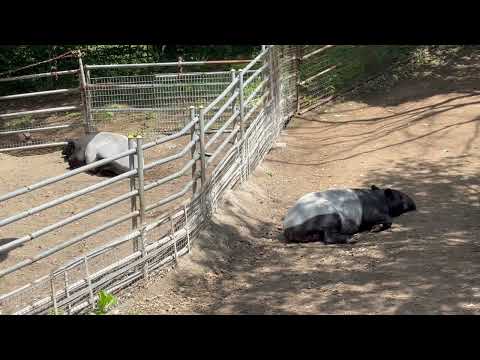 木陰はあるのですが〜ユメタくんの側がイイ?カナエちゃん☺️ マレーバク 千葉市動物公園にて 2026年4月19日