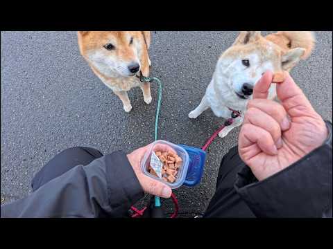 赤信号の時だけオヤツあげていたので、ついに信号機読めるようになってきたかと思う時があります。 サムネイル