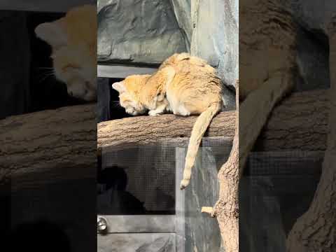 shorts スナネコのシャリフくん　那須どうぶつ王国　IMG 9940 サムネイル