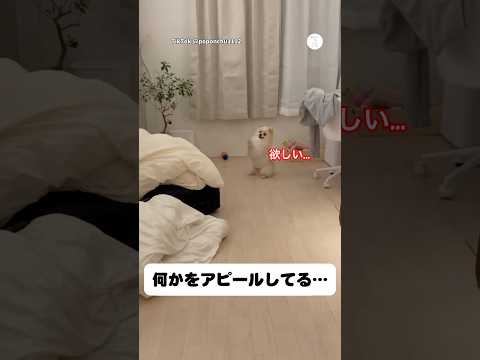 犬が必死に欲しがっていた物がこちら…  ポメラニアン 犬　かわいい犬 かわいい 面白い犬