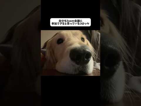本日の議題：おやつ増量について 大型犬 ゴールデンレトリバー