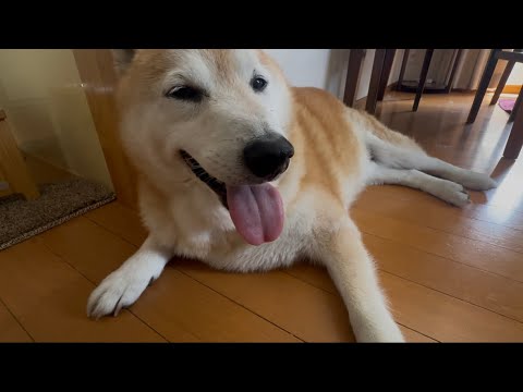 柴犬福 天サロ後の柴犬🤣After-Sunburn🤣 サムネイル