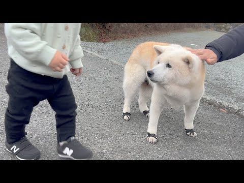 １歳の男の子をメロメロにする柴犬と大号泣されるサモエド サムネイル
