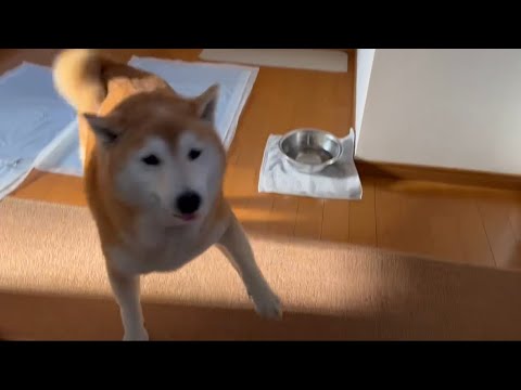 柴犬福 数時間の留守番をこなして母に褒められる留守番限界柴犬🤩Mother's boy🤣 サムネイル