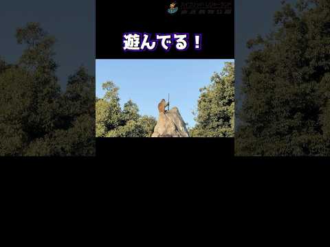 その棒はどこから拾ってきたの…？東武動物公園動物動物園かわいい癒しanimalszooアカゲザルチャンバラ遊び サムネイル