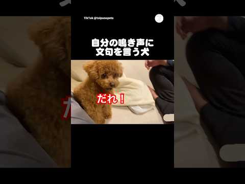 自分の鳴き声に本気で文句を言う犬😂　　トイプードル　犬　いぬ　かわいい犬 面白い犬 サムネイル