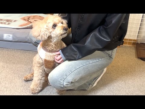 年末年始に家族が揃って幸せすぎる大きいトイプードル【デカプー】【トイプードルのロアくん】【toy poodle】 サムネイル