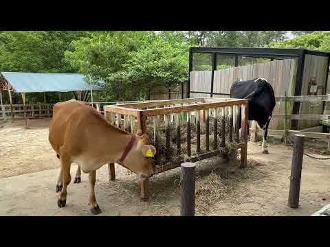 アンズちゃんとモンちゃん　乳牛コーナー　埼玉県こども動物自然公園にて　2026年5月31日 サムネイル
