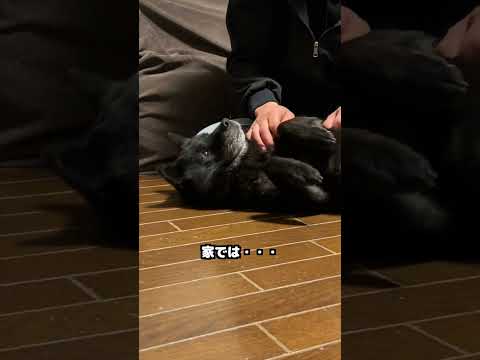 甲斐犬の本性　日本犬 甲斐犬 甲斐犬一休と猫のしずくと僕のチャンネル サムネイル