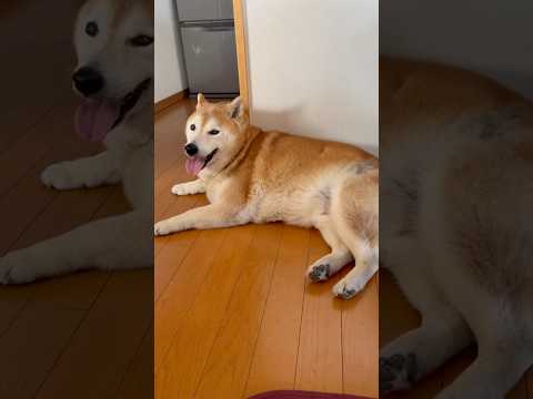 柴犬福 天サロ後の柴犬🤣Coming Shiba🤣shorts japanesedog 柴犬 shibainu dog… サムネイル
