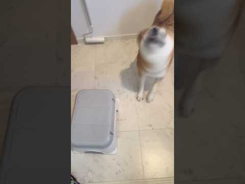 風呂上がりの柴犬タロウ Shiba Inu after a bath しばいぬ 柴犬 サムネイル