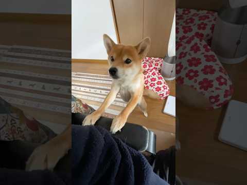 これが若さか　柴犬小夏 神戸 柴犬 shiba サムネイル