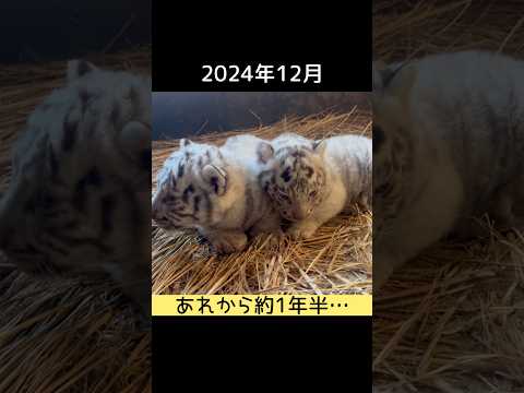 あれから約1年半… 東武動物公園 zoo 赤ちゃん 癒し ベンガルトラ ホワイトタイガー あれから… 大きくなりました サムネイル