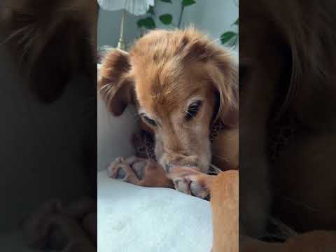 coming home to my golden retriever🥵goldenretreivers dog pup… サムネイル