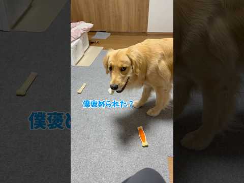褒められたことに気づくgoldenretriever ゴールデンレトリバー サムネイル