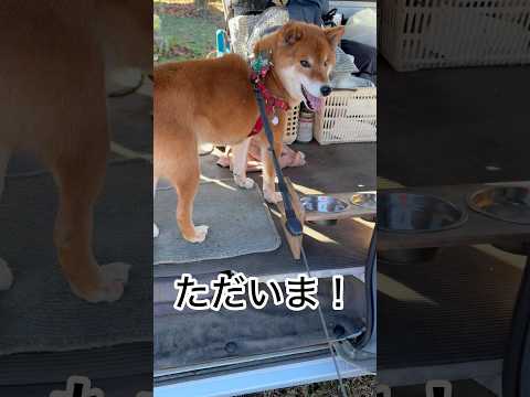 ’25.12.15 力丸と富士山… #柴犬 #shibainu #柴犬のいる暮らし #柴犬の日常 #お散歩 #富士山… サムネイル