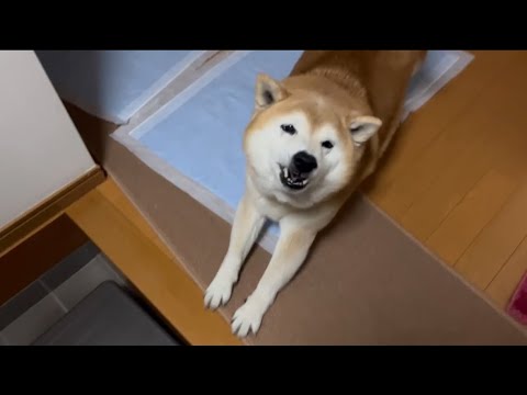 柴犬福 留守番限界柴犬のお出迎え🤣Mother's boy🤣 サムネイル