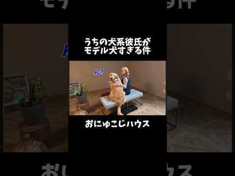 愛犬が2歳になるのでモデルになってきました❤️YouTubeアップしたので是非見てください！ゴールデンレトリバー 犬と… サムネイル