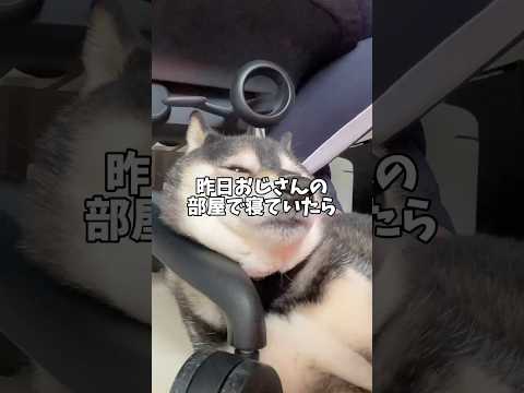 くつろぐ黒柴🐕を待ち受けていた悲劇の結末 サムネイル