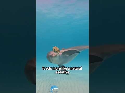 The Dolphin’s Secret Weapon: Why It’s Immune to Pufferfish… サムネイル