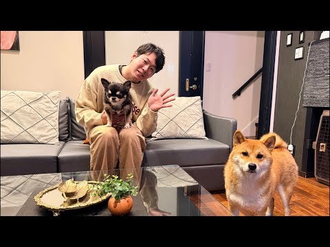 チワワの、のぶなが【飼い主と犬がおもしろすぎる】 がライブ配信中！ サムネイル