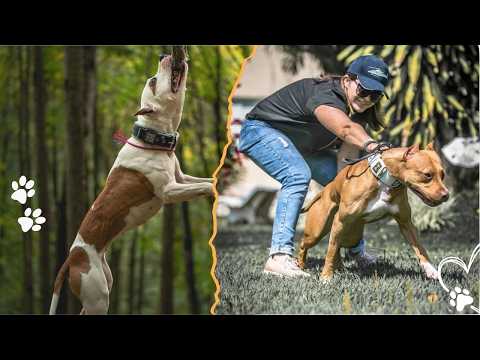 Top 3 Ways to Train Your Pitbull to Protect Your Family サムネイル