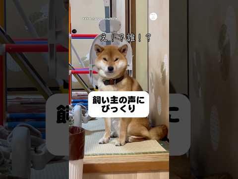 いつもと違う飼い主の声にびっくりする柴犬　柴犬　犬　犬のいる暮らし 柴犬のいる暮らし かわいい犬 サムネイル