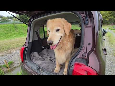 娘のイロハには優しい９歳のゴールデンレトリバーのビス サムネイル