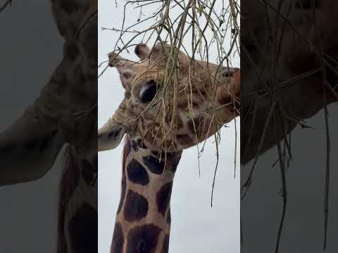 shorts キリンのリョウくん　浜松市動物園にて　2026年4月5日