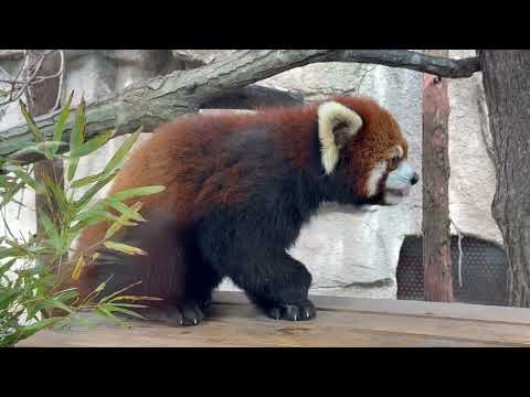大福くん 出勤！　レッサーパンダ　那須どうぶつ王国にて　2026年4月26日 サムネイル
