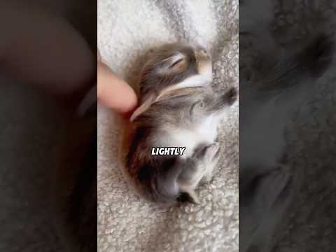 CY Dwarf Rabbit Knows Name, Plays Dead! 🐰😂animals cute scie…