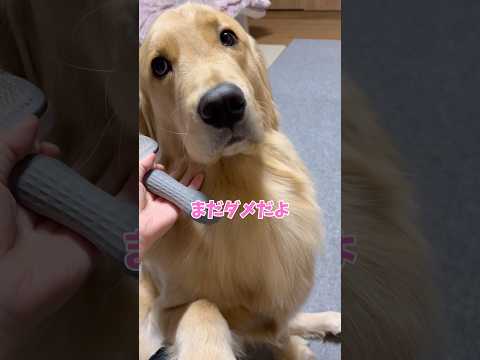 まだ換毛しちゃダメgoldenretriever ゴールデンレトリバー