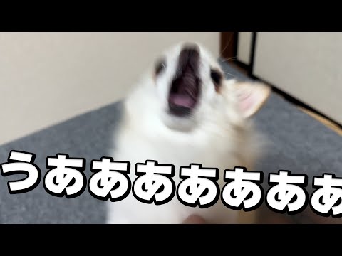 様子がおかしい愛犬チワワと飼い主…おすすめの室内遊びはこれです。 サムネイル