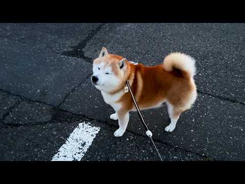 朝４時に起きたついでにさんぽを所望してみたら、本当に連れてこられてしまった柴犬