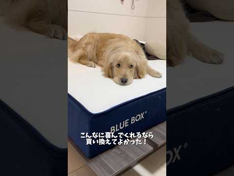寝具を一式新調しました！麹も少しずつ一緒に寝てくれるようになってうれしい🥺PR  BLUEBOX BLUEBOXマット… サムネイル
