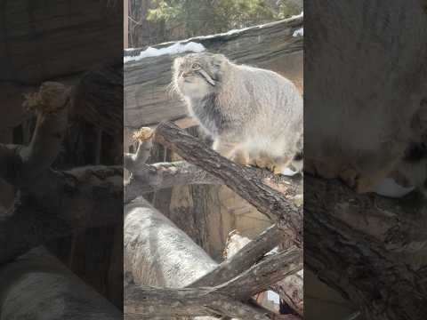 shorts ナゴムくん上は眺めがイイですか😊？マヌルネコ　那須どうぶつ王国にて　2026年2月1日 サムネイル