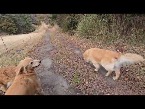 １年前の散歩はトン君（ストーン）とビスとイロハの３名様で。stone goldenretriever 大型犬のいる生活… サムネイル