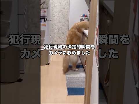 台所のごはんが少なくなってる時がありもしやと思い、愛犬に着いて行ったら ゴールデンレトリバー ゴールデンレトリバーのい…