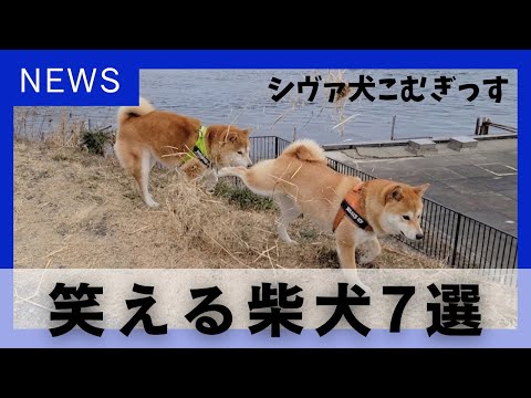 窃盗・暴行・器物破損で許される可愛い柴犬のニュース風コント【パロディ】 サムネイル